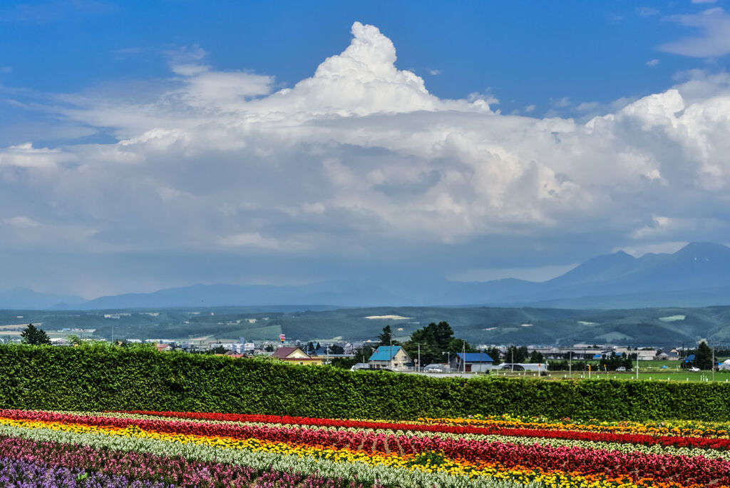 富良野のソフトクリーム