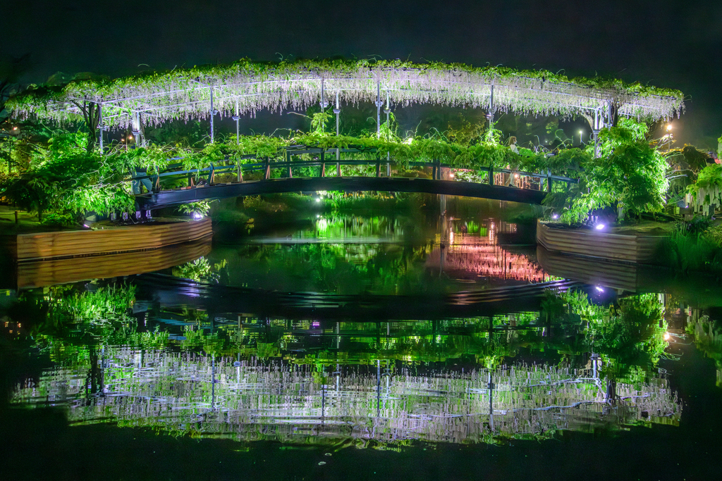 白藤の橋