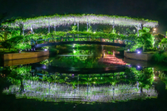 白藤の橋