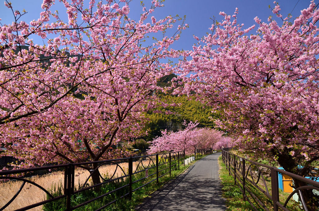 河津桜並木