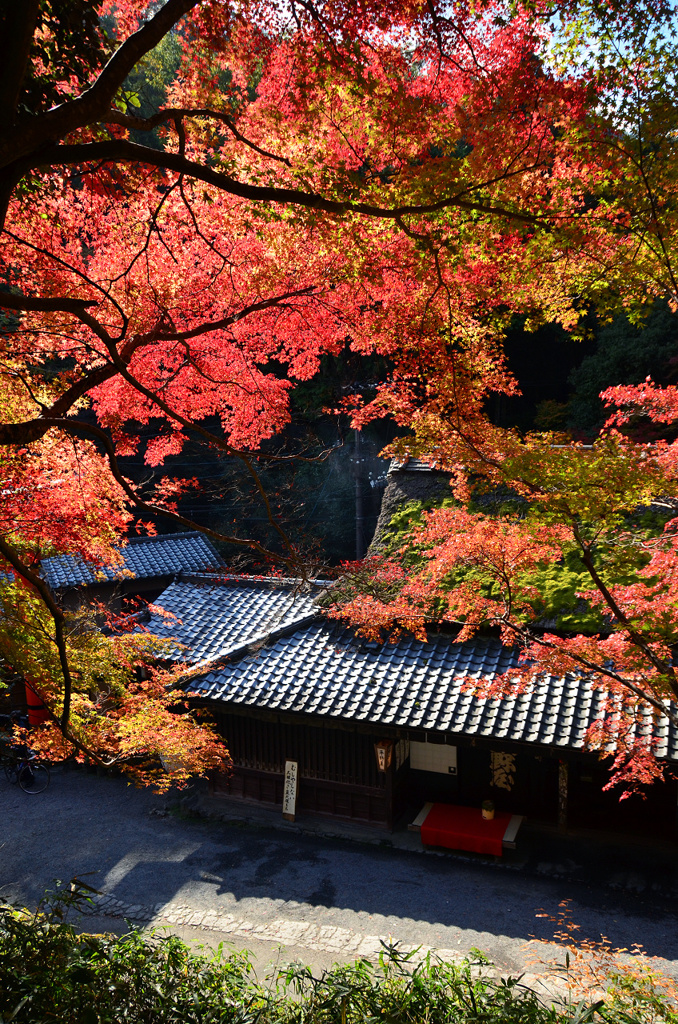 鳥居本の逆光紅葉