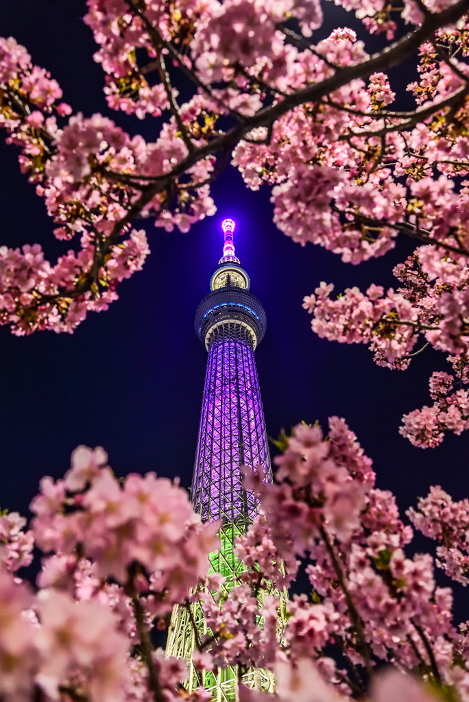 桜フレーム