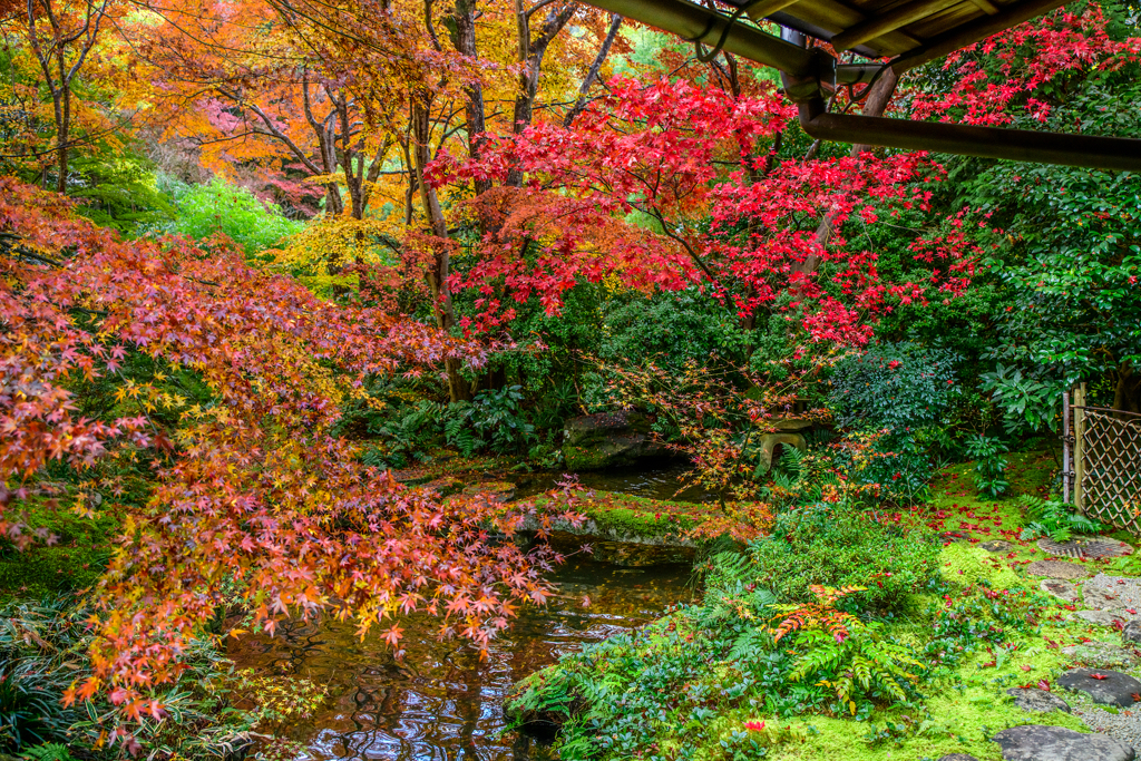 瑠璃光院の紅葉2