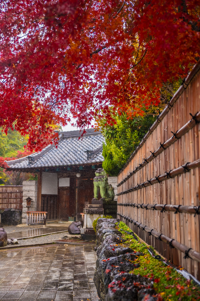 雨の日の紅葉(速報版)