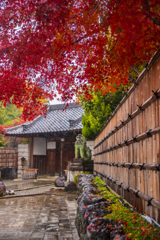 雨の日の紅葉(速報版)