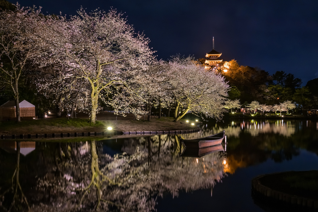 三渓園の夜桜ライトアップ