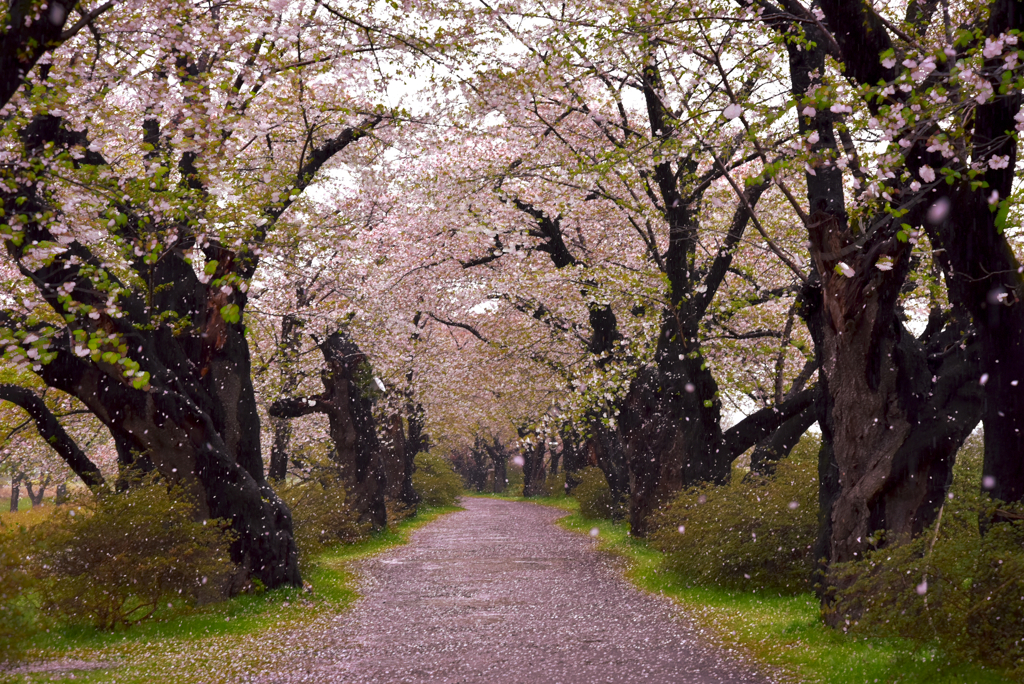 展勝地の桜吹雪2