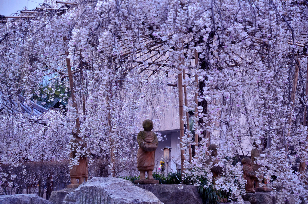 六角堂の御幸桜