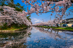 桜並木と岩木山