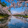 桜並木と岩木山