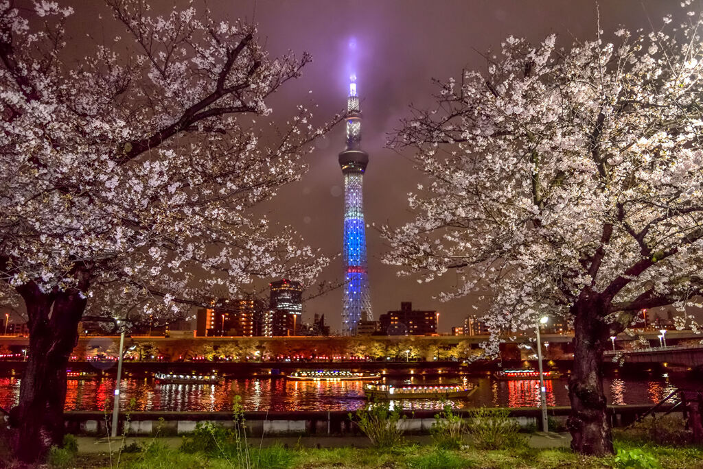 隅田公園の桜