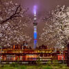 隅田公園の桜