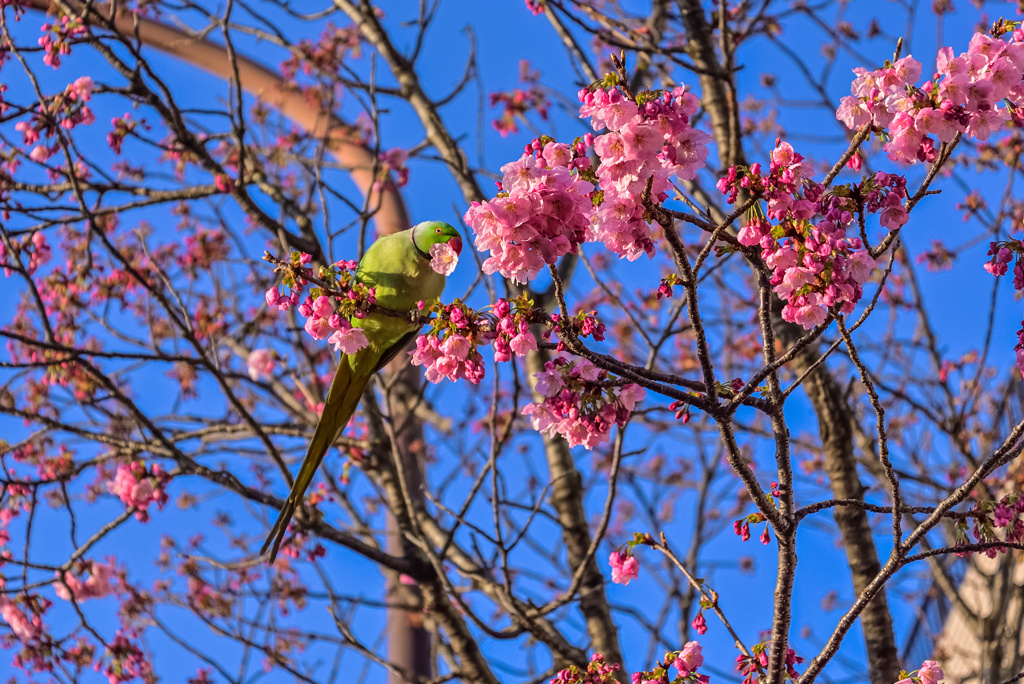 花食い鳥見っけ