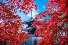 紅葉の隙間から4