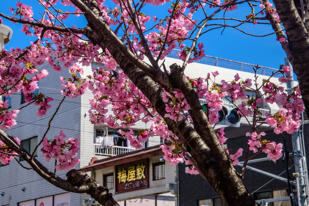 東邦医大通りの陽光桜