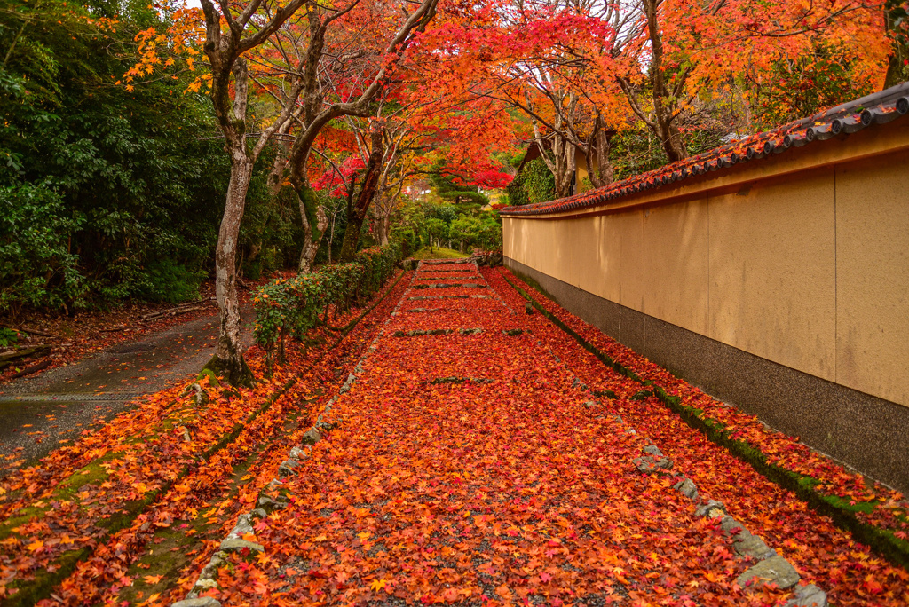 晩秋の嵯峨野