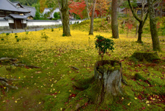 南禅寺の銀杏