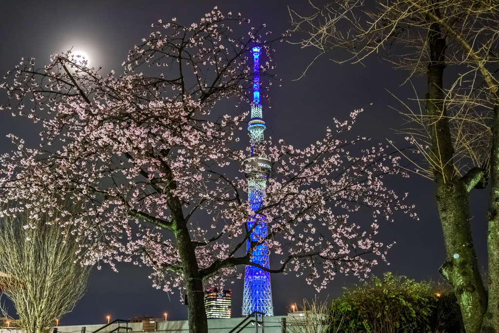 月夜の桜とスカイツリー