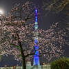 月夜の桜とスカイツリー