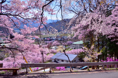 高遠春景色
