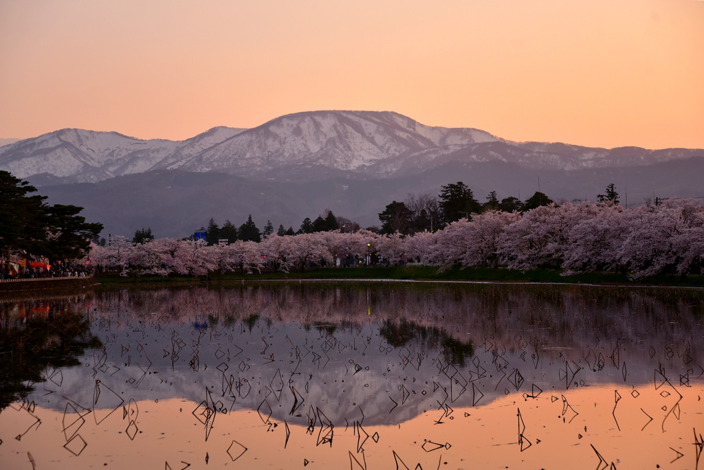 高田城百万人観桜会3