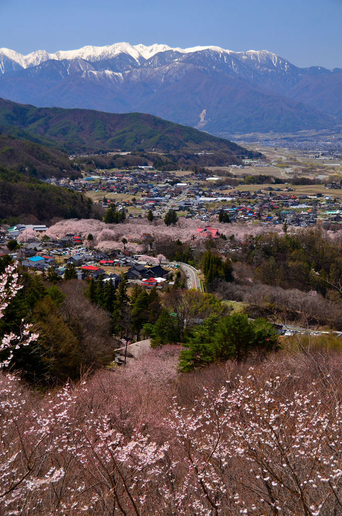 桜と雪山と高遠閣