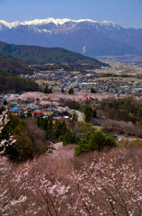 桜と雪山と高遠閣