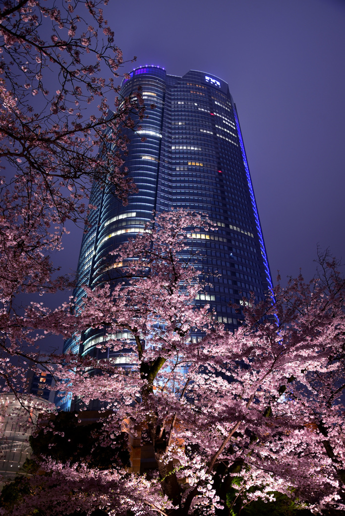 アークヒルズ夜桜