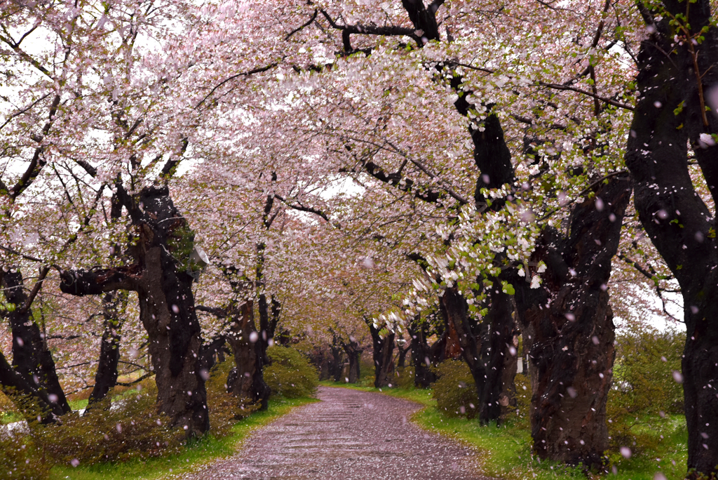 展勝地の桜吹雪