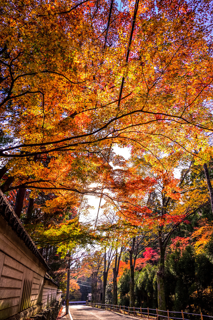 しょうざん庭園の逆光紅葉