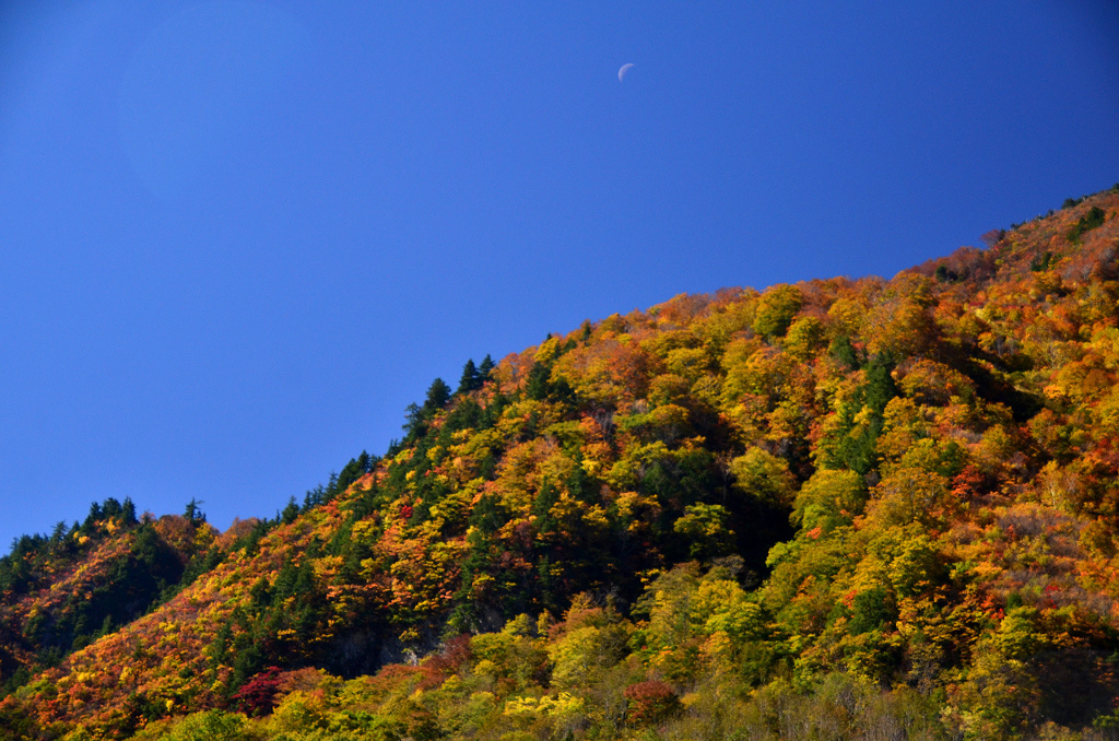 紅葉と昼間の月と