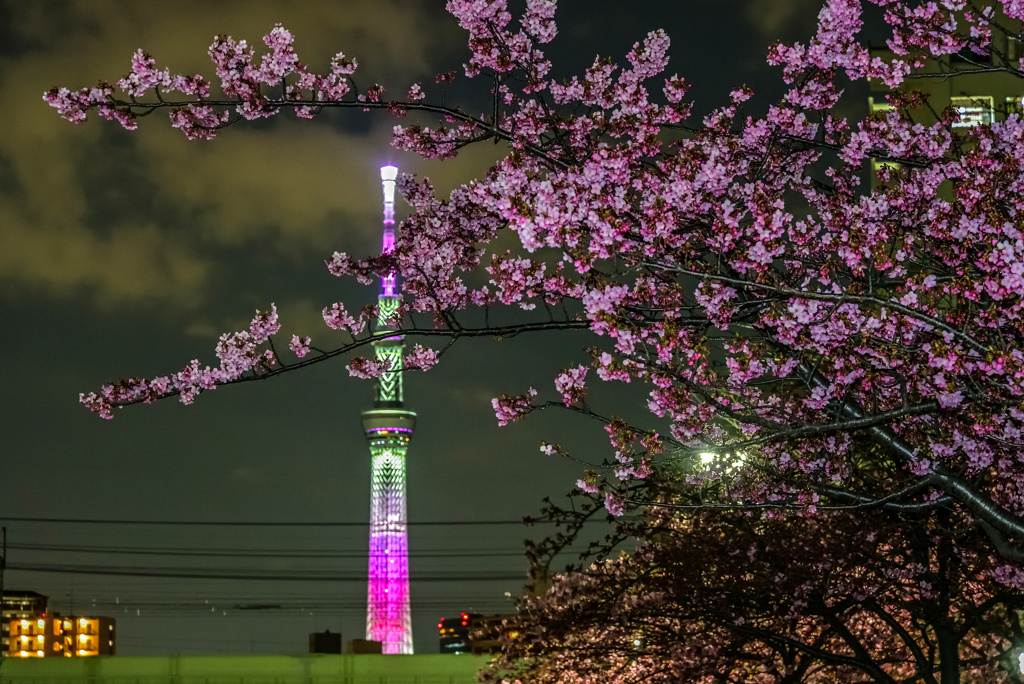 旧中川沿いの河津桜