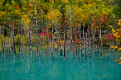 秋色の青い池