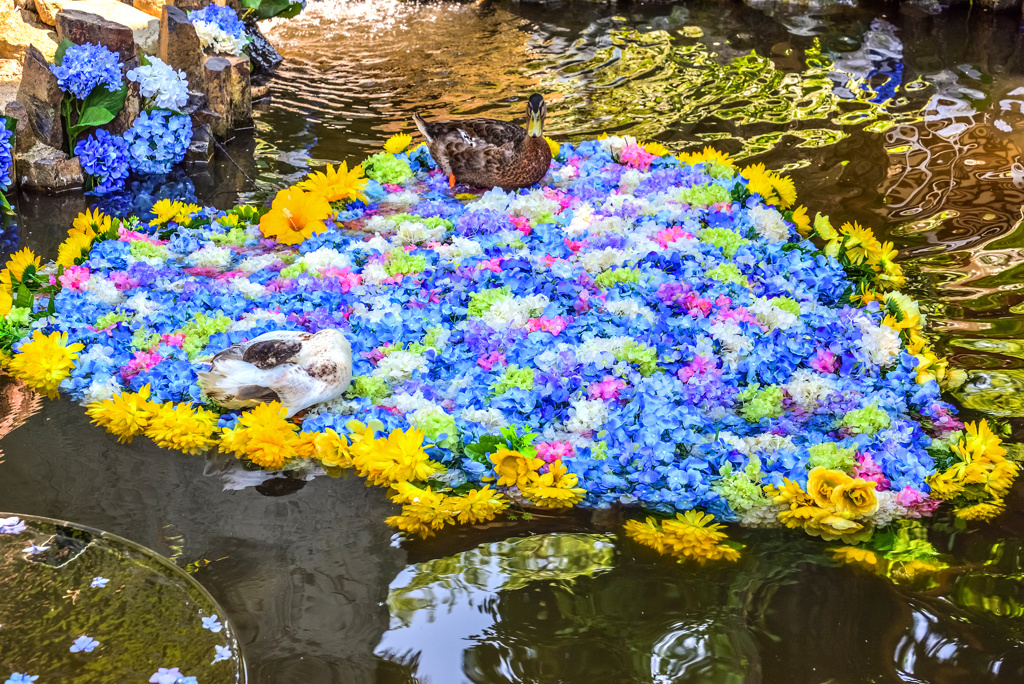 水中花はワシらのベッド