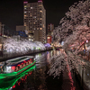 大岡川の夜桜(再編集版)