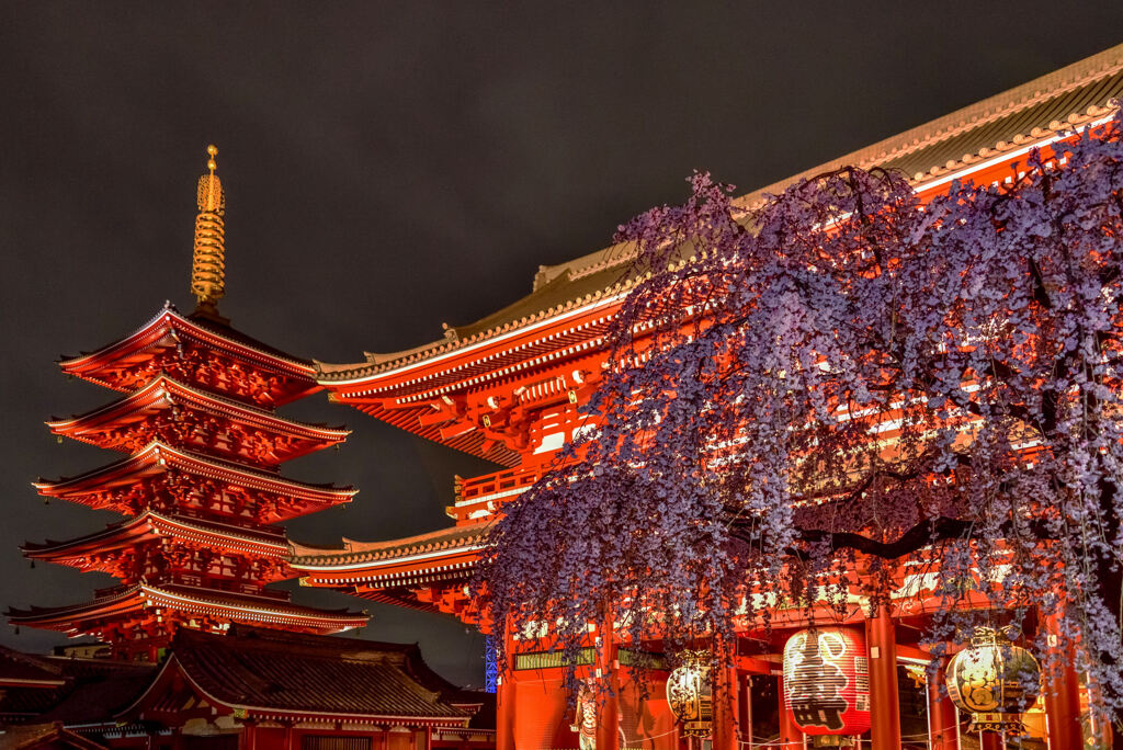 浅草寺のしだれ桜2