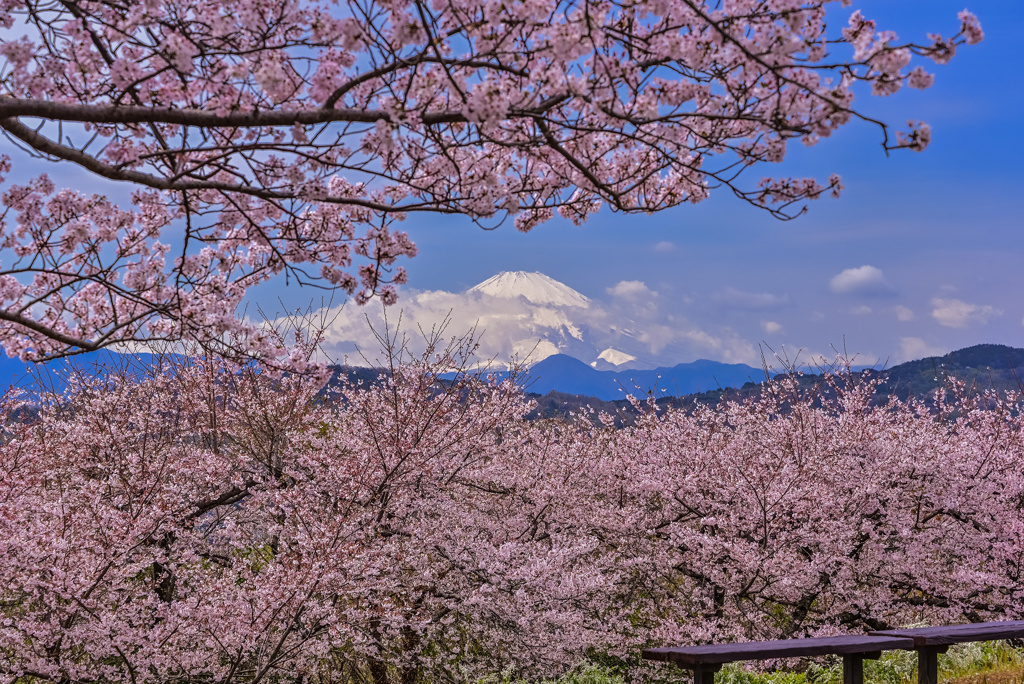 桜越しの富士山