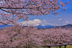 桜越しの富士山