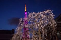 しだれ桜と東京タワー2