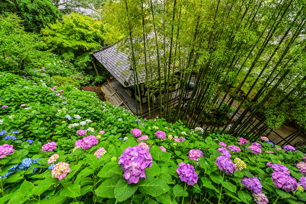 長谷寺の紫陽花