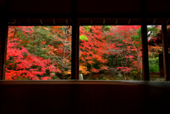 蓮華寺の額縁紅葉