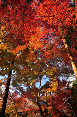 三千院の紅葉