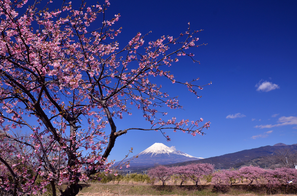 沼川の桜