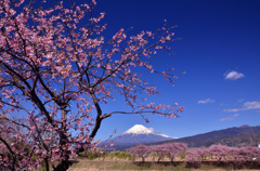 沼川の桜