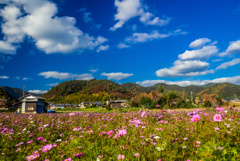 九年前の嵯峨野のコスモス