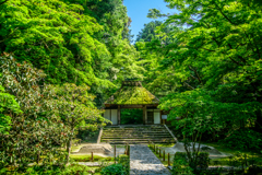 法然院の青もみじ