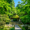 法然院の青もみじ