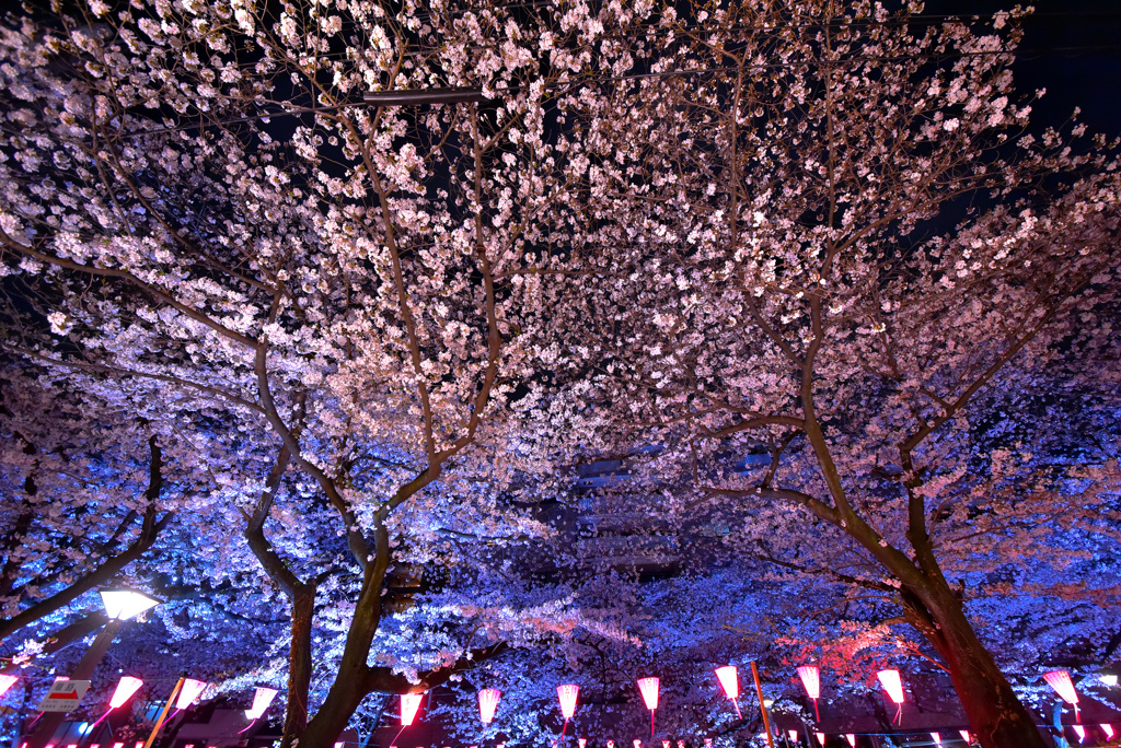 目黒川桜天井