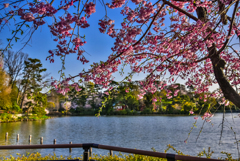 八重紅しだれ桜