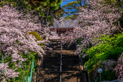 階段に舞う花びら